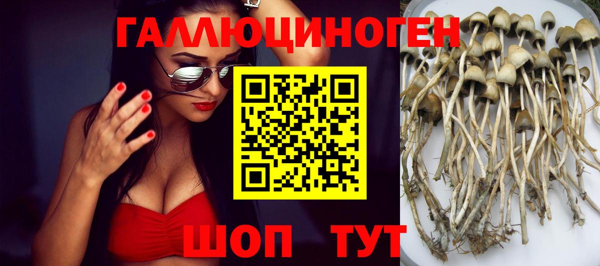 Псилоцибиновые грибы Psilocybine cubensis Отрадное